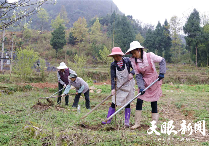 （市州）黔南独山新同村：石旮旯山要变样 珍珠李种出新生活