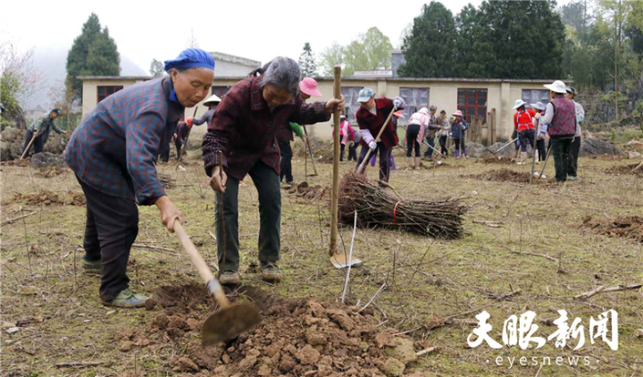 （市州）黔南独山新同村：石旮旯山要变样 珍珠李种出新生活