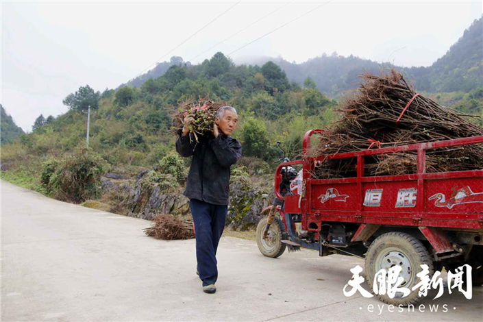 （市州）黔南独山新同村：石旮旯山要变样 珍珠李种出新生活