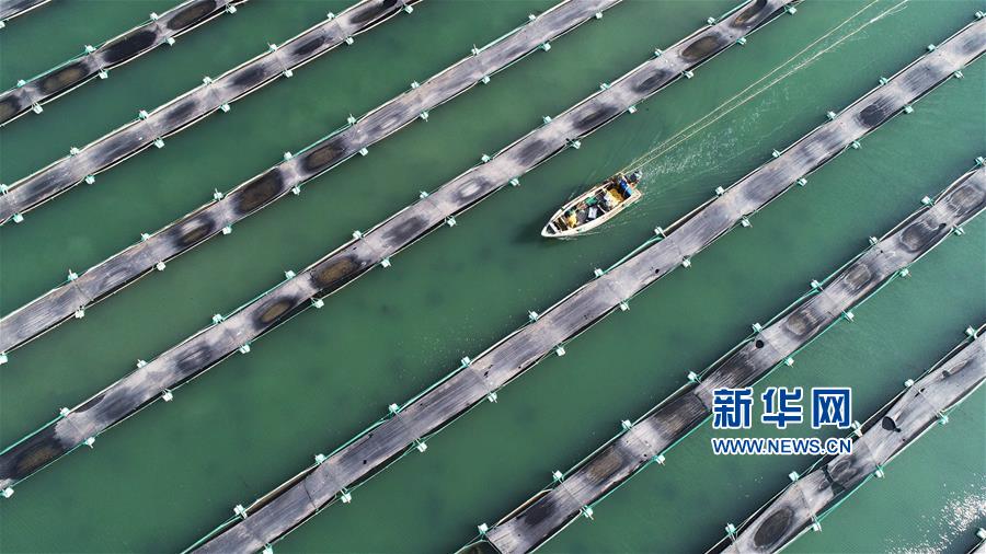 山东荣成：秋海参捕捞忙