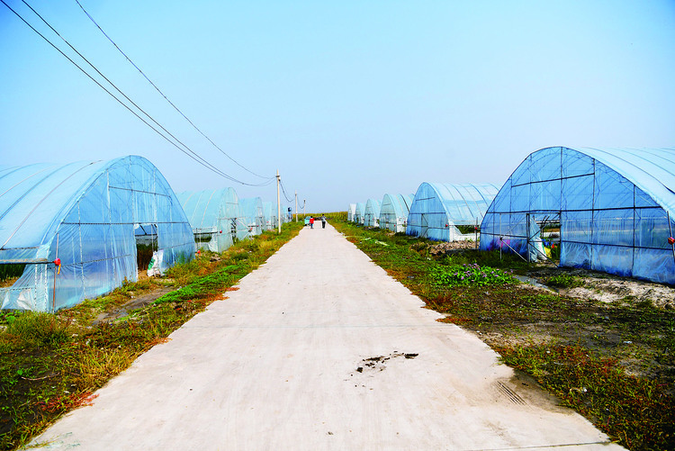 昔日鹽鹼地 今朝好生活——農安縣龍王鄉沙崗村脫貧記