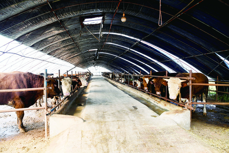 昔日鹽鹼地 今朝好生活——農安縣龍王鄉沙崗村脫貧記