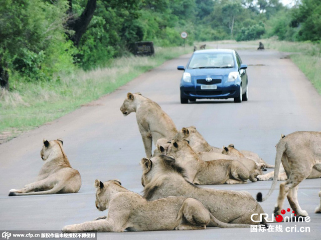 女司机遭南非国家公园狮子大象“两面夹攻”