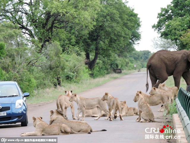 女司機遭南非國家公園獅子大象“兩面夾攻”
