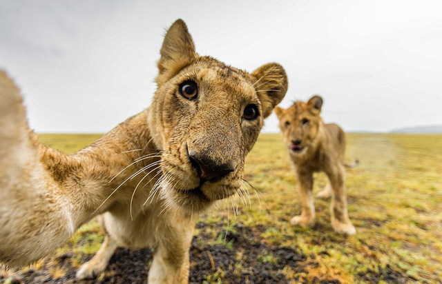 澳大利亚夫妇用遥控汽车拍摄非洲野生动物