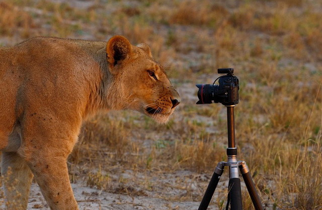 澳大利亚夫妇用遥控汽车拍摄非洲野生动物