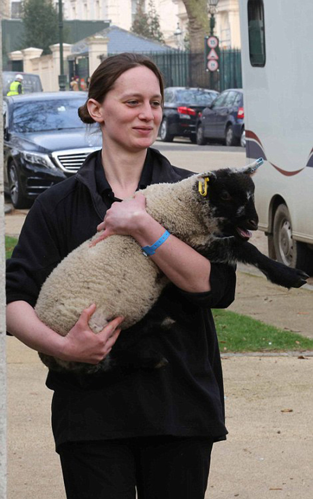 英國名媛為女兒辦奢華周歲宴 斑馬等動物出席