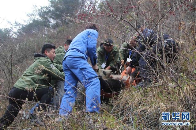 四川臥龍發現生病野生大熊貓 目前已被隔離救治