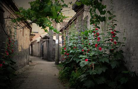 【治國理政新實踐·江蘇篇】紅木更紅、蒲花更白、黃酒更黃、青瓦更青 “四色”建設煥發古鎮新活力