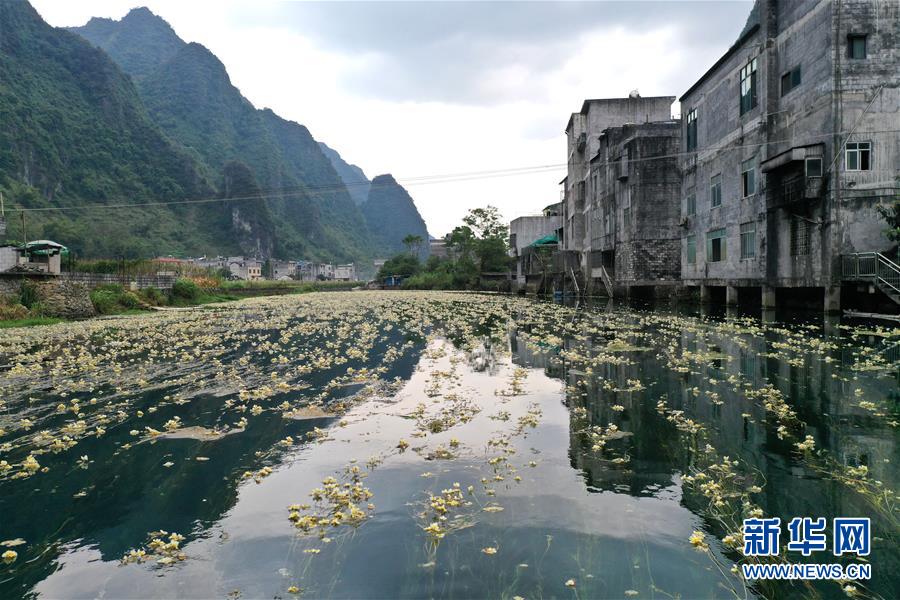 廣西都安：深秋時節花滿河