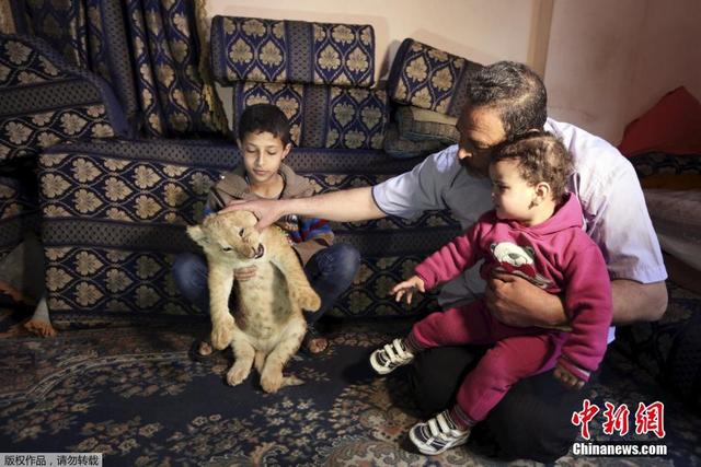 加沙難民營一男子養獅子為寵物 同行同住