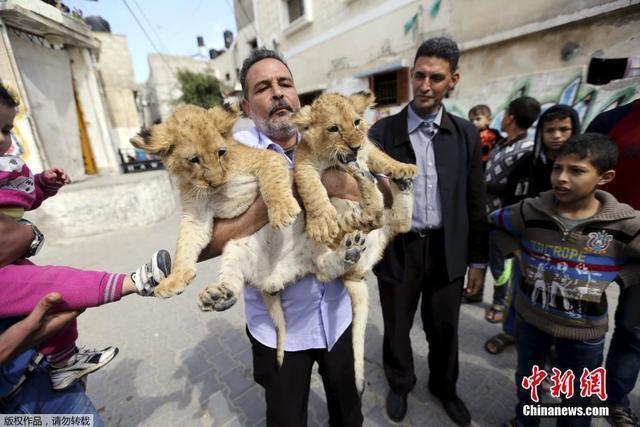 加沙难民营一男子养狮子为宠物 同行同住
