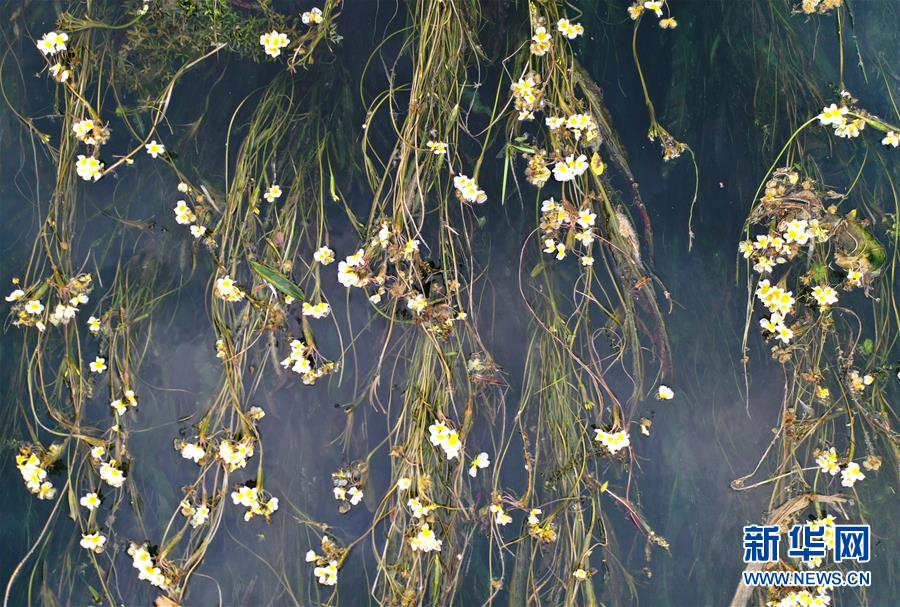 广西都安：深秋时节花满河