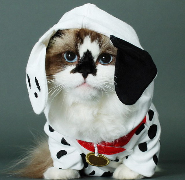 美國小貓扮電影角色 明星裝扮爆紅網絡