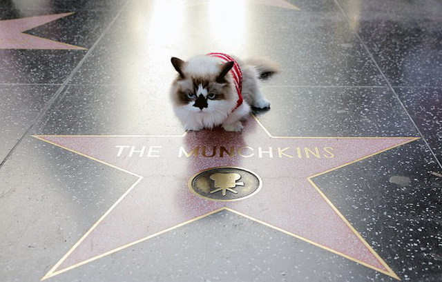 美國小貓扮電影角色 明星裝扮爆紅網絡