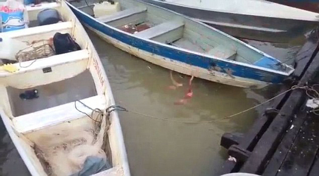巴西渔民向亚马逊河中扔肉 引来致命食人鱼争抢