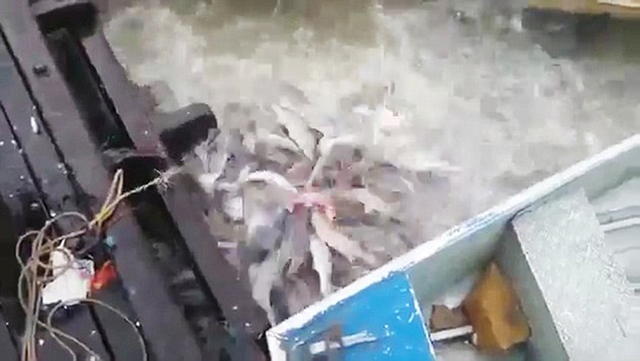 巴西渔民向亚马逊河中扔肉 引来致命食人鱼争抢