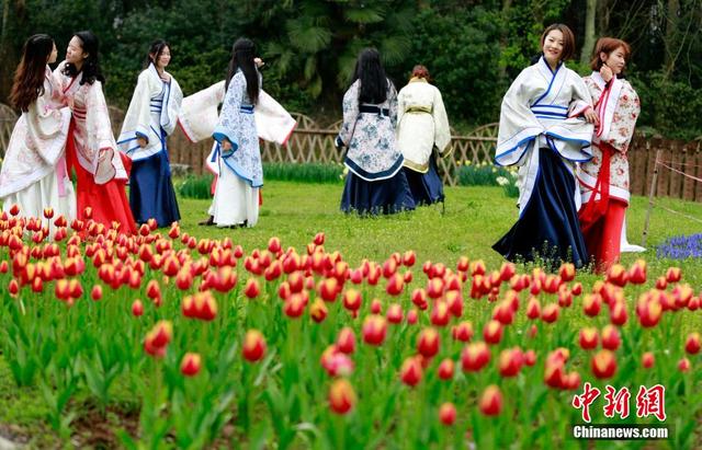 女大学生着古装扮靓武汉郁金香花展