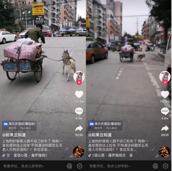 现实版《忠爱无言》 抖音记录忠犬帮老人拉车 真实故事暖哭无数网友