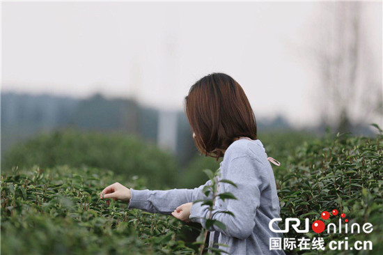 【CRI專稿 列表】中華山水茶道文化節開幕 重慶巴南邀市民賞花品茶論道