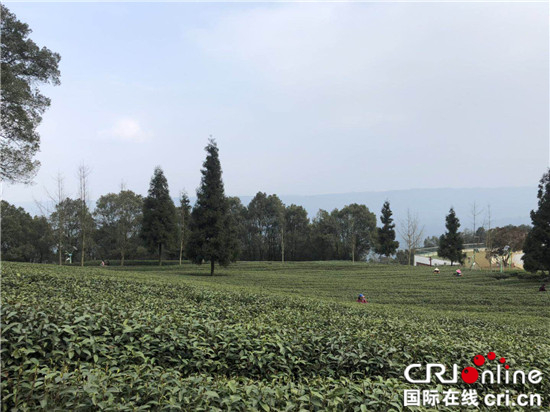 【CRI專稿 列表】中華山水茶道文化節開幕 重慶巴南邀市民賞花品茶論道