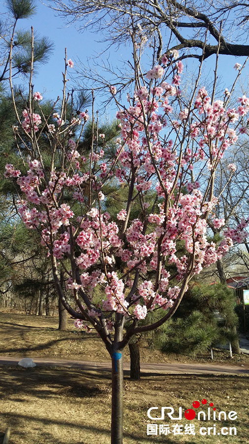 玉渊潭樱花盛开迎客