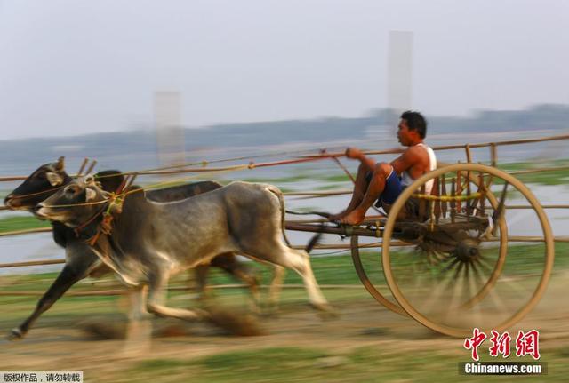 缅甸民众举办牛车竞赛 场面惊险刺激 缅甸民众举办牛车竞赛 场面惊险刺激