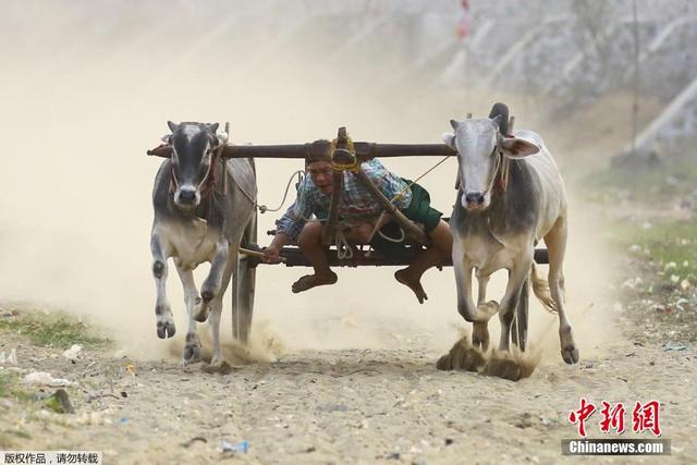 缅甸民众举办牛车竞赛 场面惊险刺激 缅甸民众举办牛车竞赛 场面惊险刺激