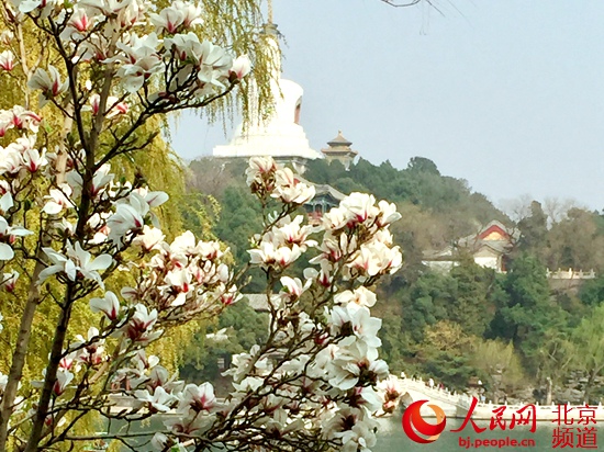 玉兰、连翘、山桃迎最佳观赏期 北京市公园管理中心推荐赏春景观20处