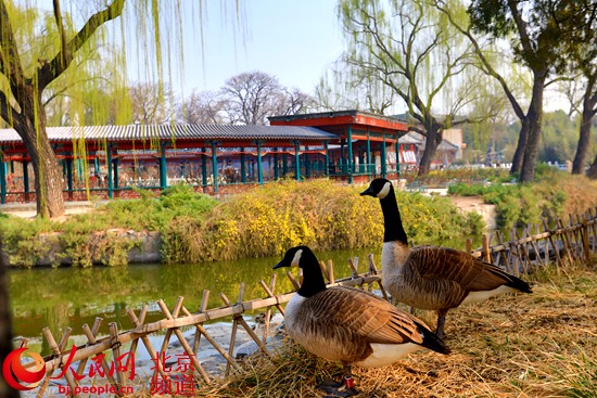 玉兰、连翘、山桃迎最佳观赏期 北京市公园管理中心推荐赏春景观20处