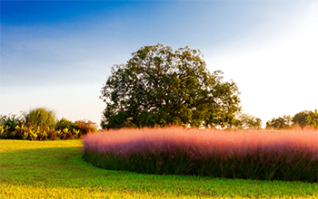 芦草绿茵_fororder_【实景图】芦草绿茵