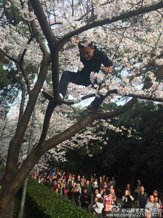 十万游客涌入武大赏花 游客爬树造“樱花雨”