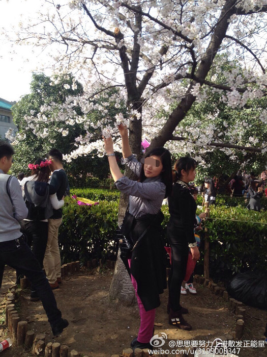 十万游客涌入武大赏花 游客爬树造“樱花雨”