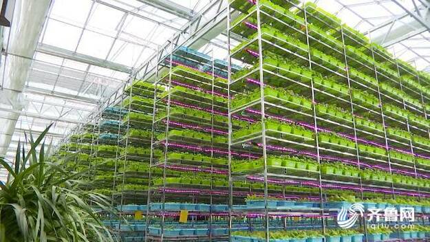 蔬菜“住”上10层楼、一年能种16茬！潍坊市坊子区以科技助推乡村振兴
