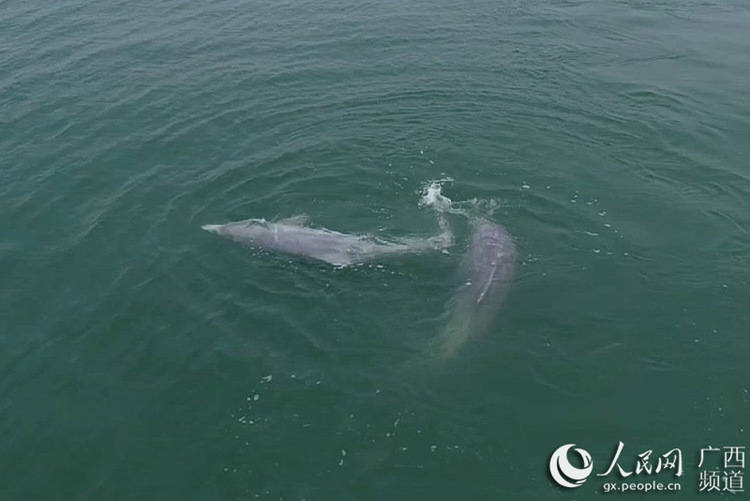 钦州三娘湾现中华白海豚求偶 优美如水中芭蕾