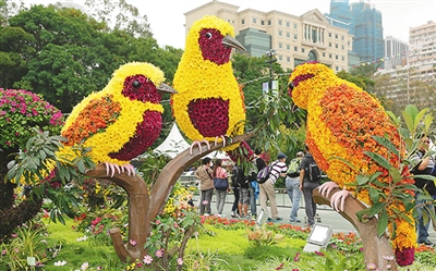 香港花展“跳舞兰”吸睛 花艺作品惊艳