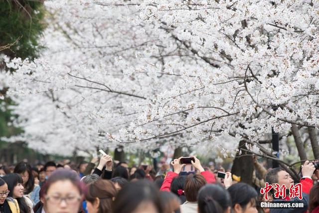 南京“赏樱大军”挤爆樱花大道