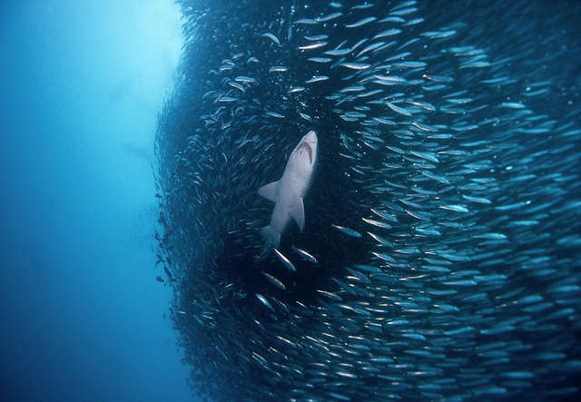 摄影师实拍沙丁鱼群被捕食壮观景象