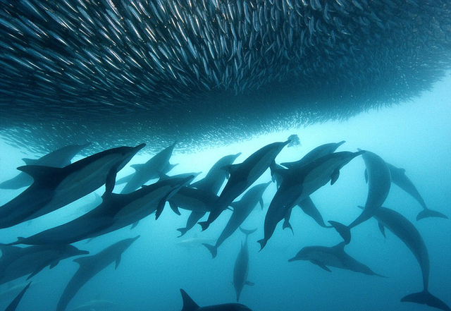 摄影师实拍沙丁鱼群被捕食壮观景象
