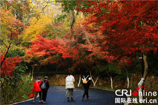 （供稿 旅遊圖文 CHINANEWS帶圖列表 移動版）南京棲霞山迎來紅葉最佳觀賞期