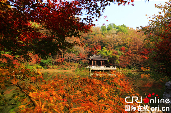 （供稿 旅遊圖文 CHINANEWS帶圖列表 移動版）南京棲霞山迎來紅葉最佳觀賞期