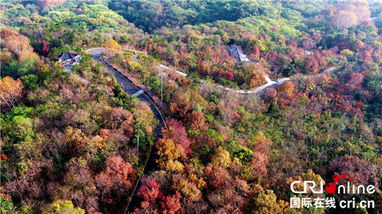 （供稿 旅游图文 CHINANEWS带图列表 移动版）南京栖霞山迎来红叶最佳观赏期