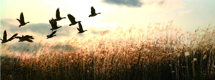 图片默认标题_fororder_5-黑龙江哈东沿江国际重要湿地