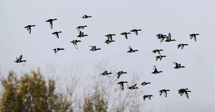 图片默认标题_fororder_6-河南民权黄河故道国际重要湿地