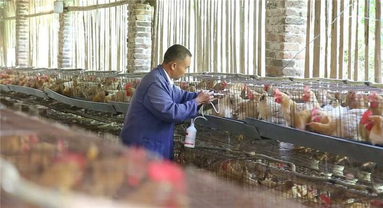 广西兴业县：贫困户当上鸡“保姆”  种鸡“啄”开致富门