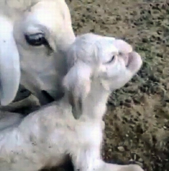 俄羅斯發現“人面羊羔” 嚇壞農場主