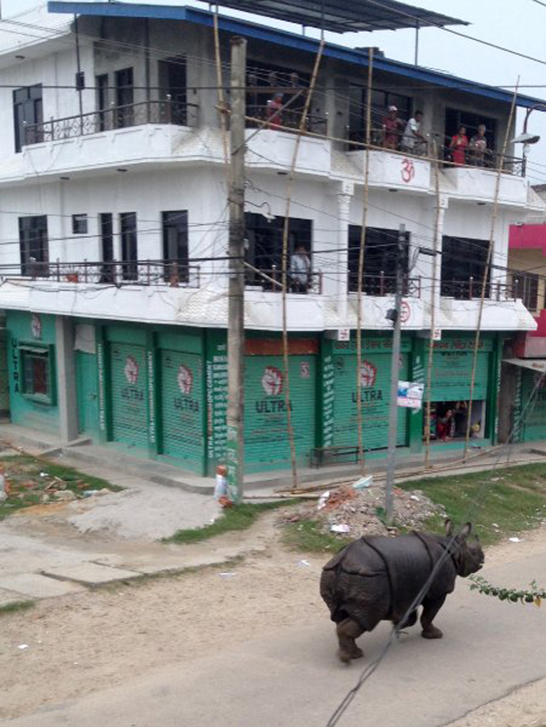 尼泊尔集市犀牛闹场 1人死亡多人受伤