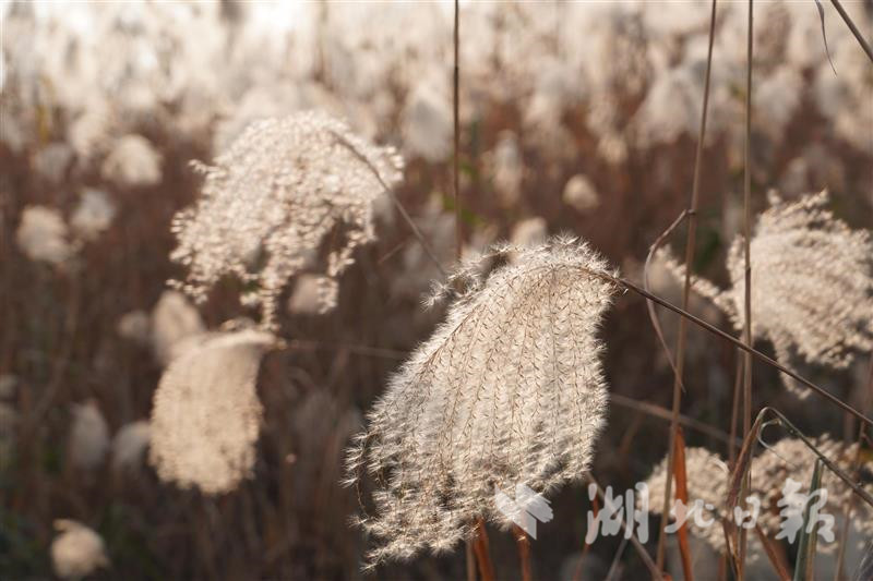 汉口江滩举办芦花节