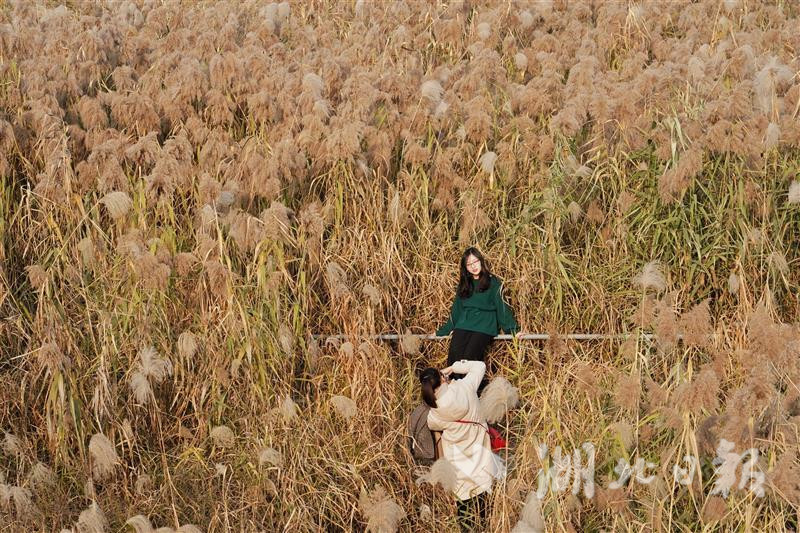 汉口江滩举办芦花节