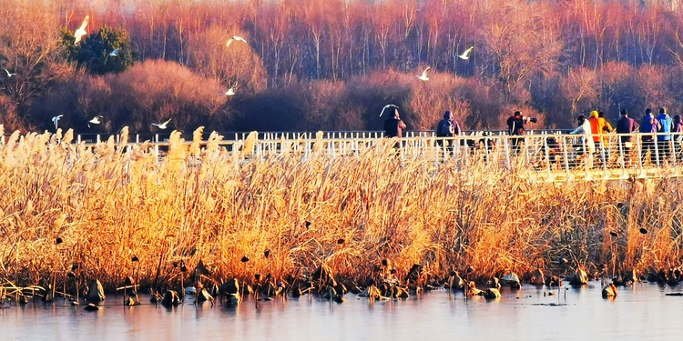 初冬，冰城现“滇池观鸟”盛景